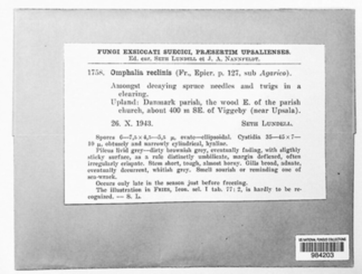 Gerronema image